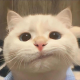 顾北.