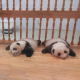 哈主任