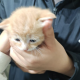 小猫猫最可爱