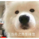 腹黑嚒（小黑）