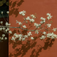 白草