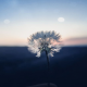蝴蝶的花