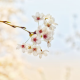 芊泽