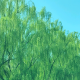 水中沙
