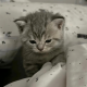 小猫心事
