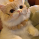 鲫笙