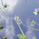 一朵活在阳光下的花