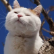 小木流星个人心里