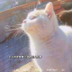 可爱猫