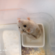 牧羊鼠