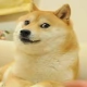 小萌丶保护者