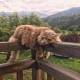 椰子油