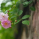 烟雨风飘渺