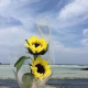 兰兰土豆
