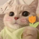 苏听禾