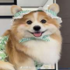 松松柏