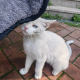 猫咪森林