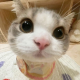 香喷喷小猫头