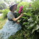 磨山下栀子花
