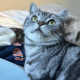 房东的猫猫