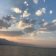 菩提树树