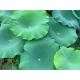 自信的妙芹