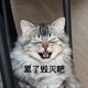  直率的浩阑