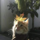 小鱼丫，