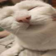 小白麻麻